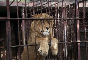 LionCaptivity72115