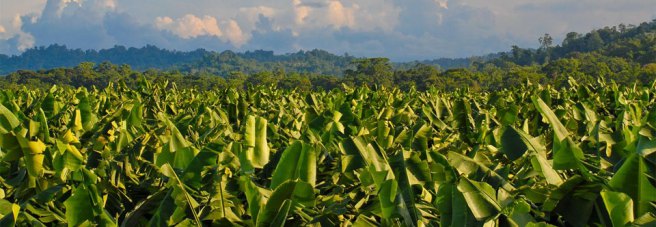 banana_plantation