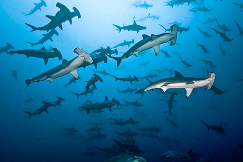 Cocos-Island_Hammerhead-school