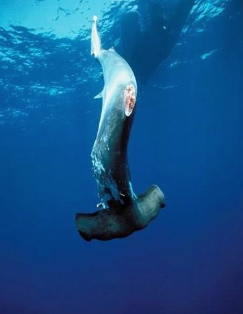 shark-finning-in-costa-rica