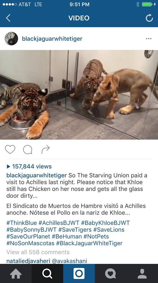 13081938_1053810831340995_578178081_n