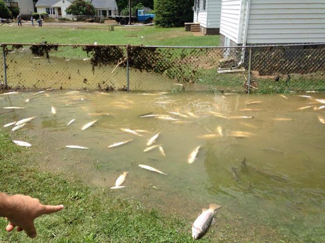 13512105_294535010886440_3597808523797720188_n