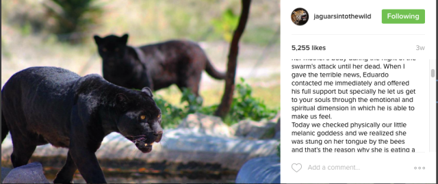 Screen Shot 2016-07-15 at 11.39.12 AM